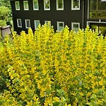 Apartment Ferienwohnung-harzidyllisch Sankt Andreasberg