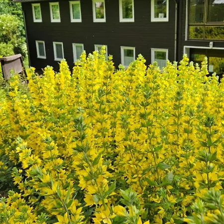 公寓 Ferienwohnung-harzidyllisch 圣安德里斯伯格