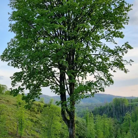 Daire Ferienwohnung-harzidyllisch
